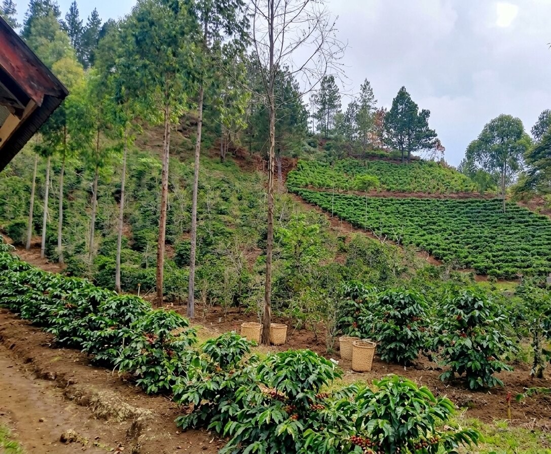 Wide view of the Sapan coffee plantation on a hillside in North Toraja